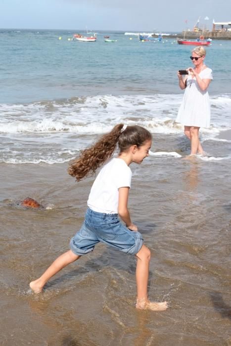 Suelta de una tortuga boba en Las Canteras