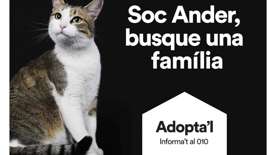 Campaña fotográfica para la adopción de perros y gatos