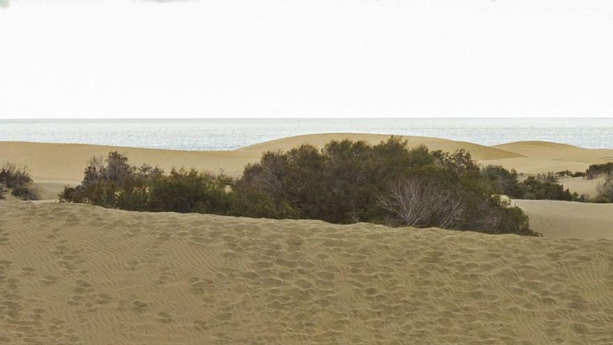 El sexo daña las Dunas de Maspalomas