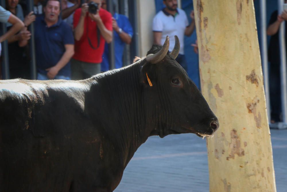 Fiesta de la Vaca de Castalla