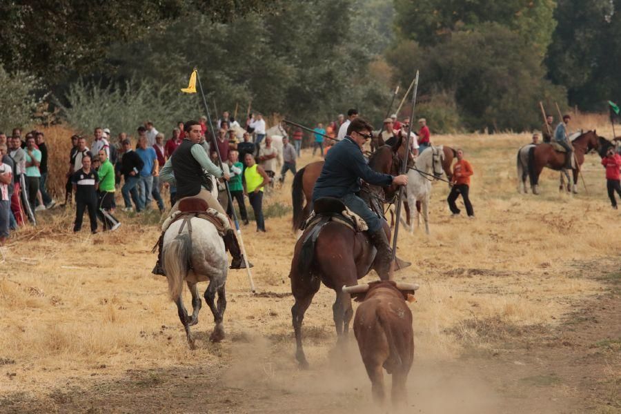 Encierro en San Miguel de la Ribera