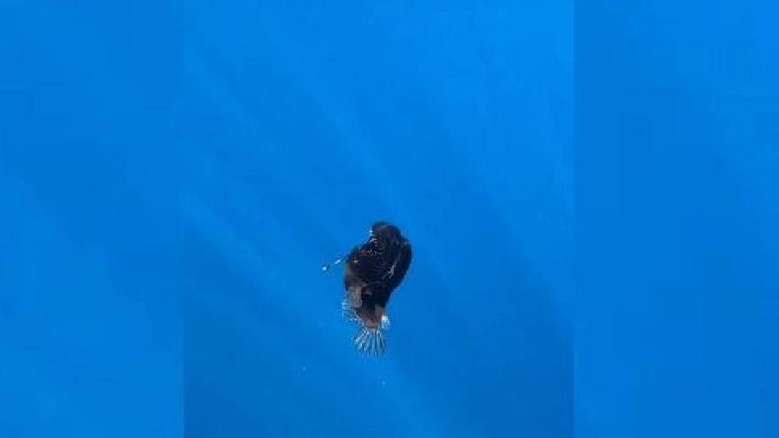 Graban por primera vez un 'Diablo Negro' cerca de la costa de Tenerife