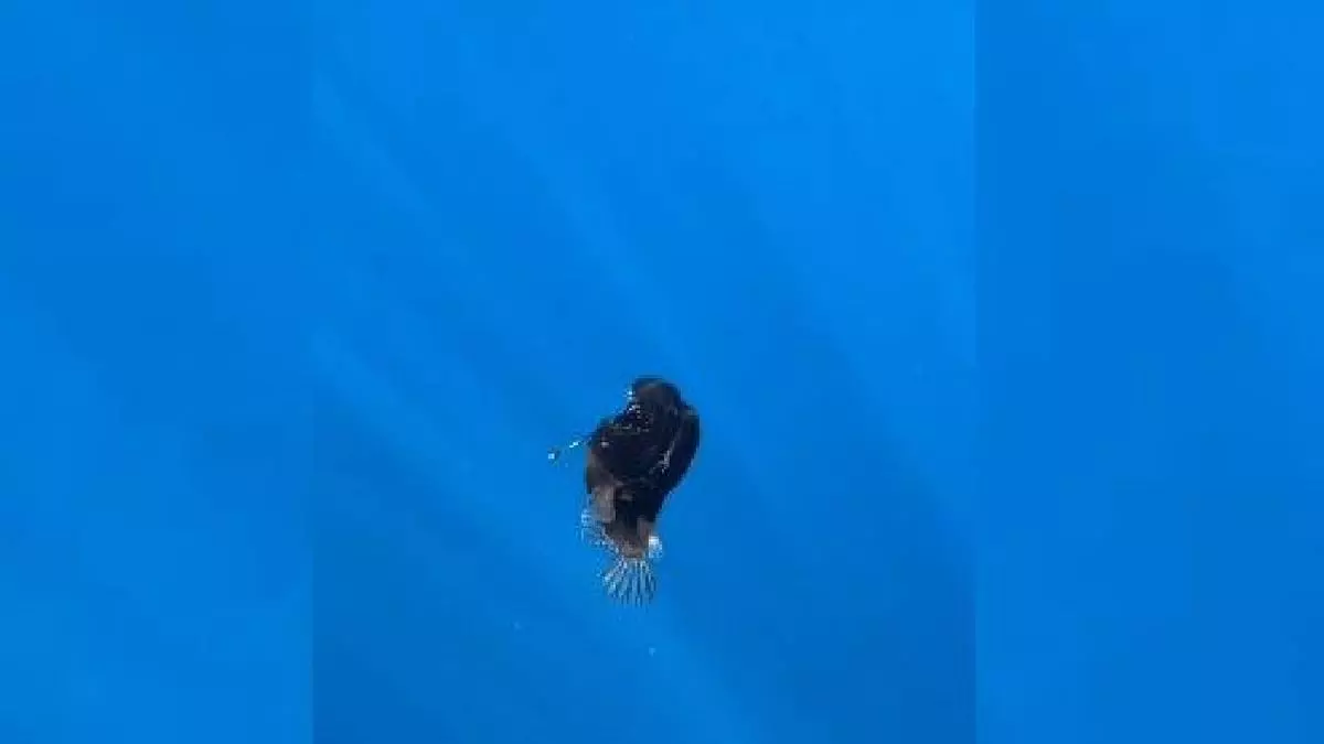 Un tiktoker, sobre el pez diablo encontrado en la costa de Tenerife: “Socorro”