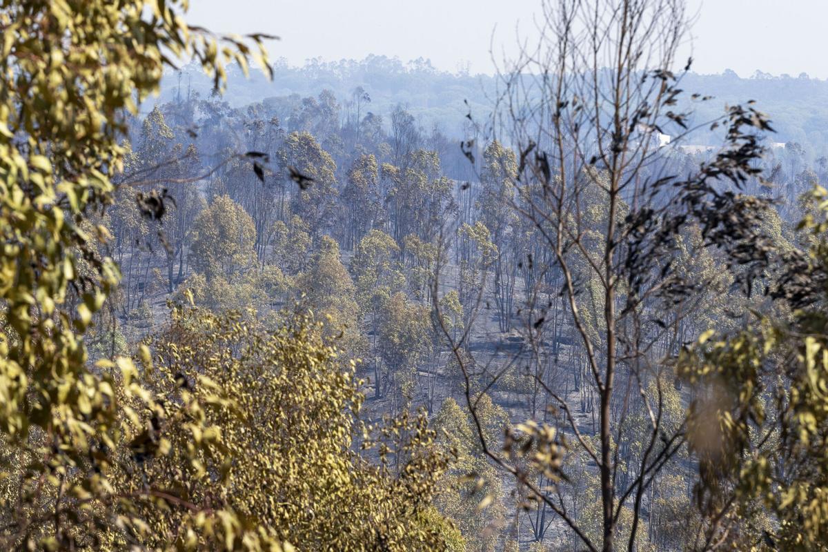 Zona quemada por el incendio forestal. Zona quemada por el incendio forestal.