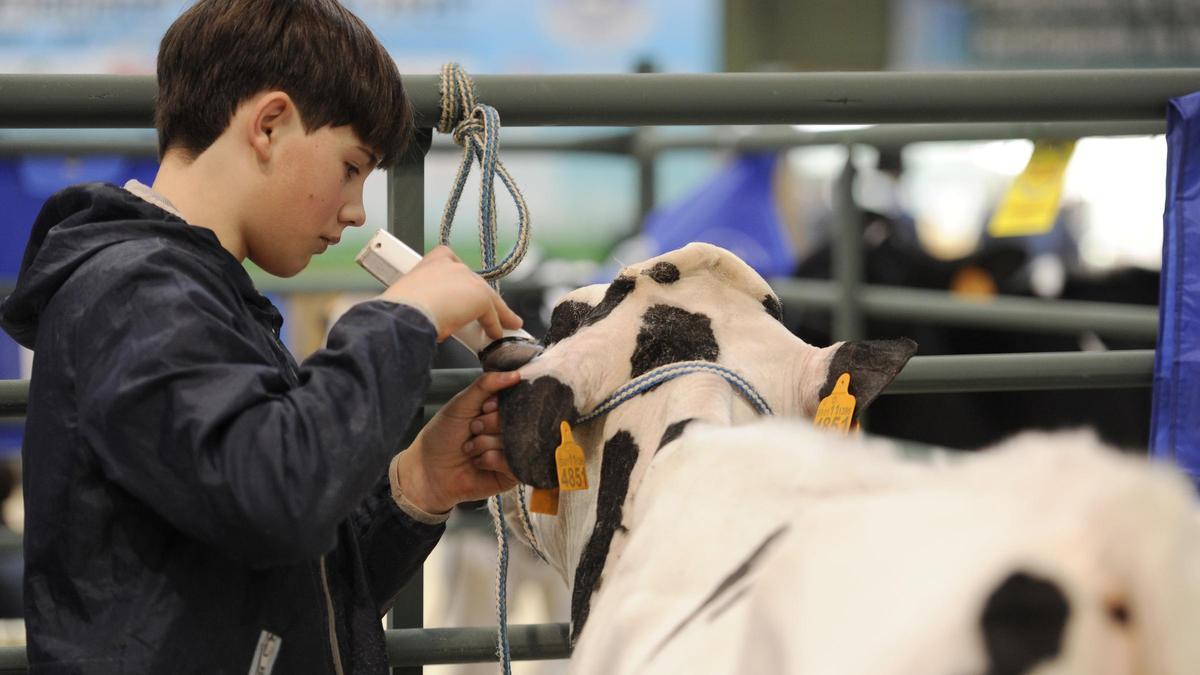 Una feria profesional de ganadería en Silleda, con jóvenes preparadores de vacas.