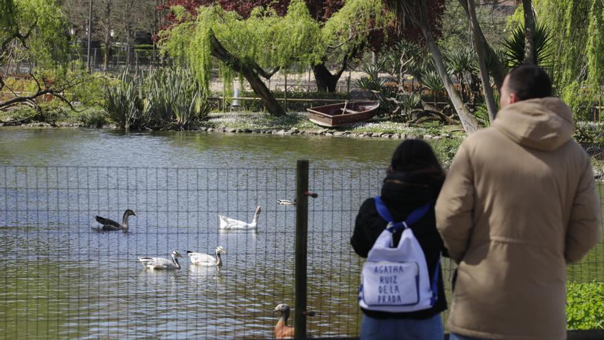 Las aves vuelven a los estanques del parque de Isabel la Católica