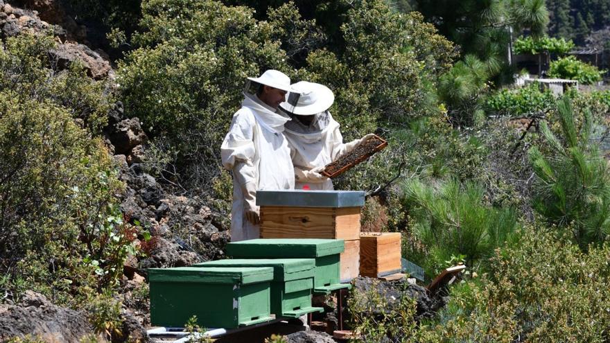 Apicultores revisando sus colmenas en la isla de Tenerife. | | E.D.