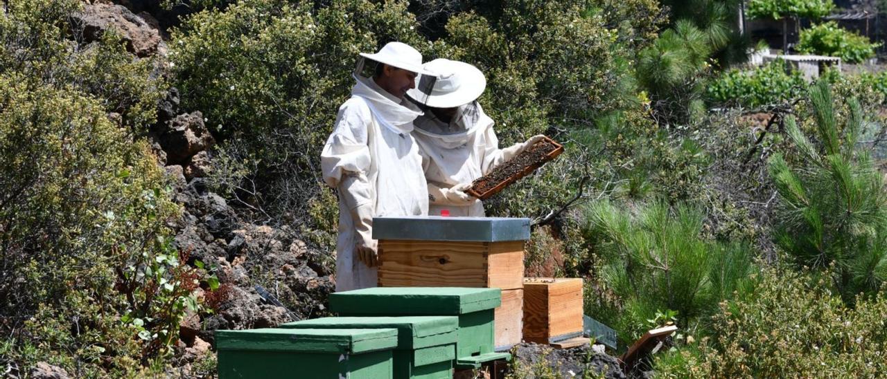 Apicultores revisando sus colmenas en la isla de Tenerife. | | E.D.