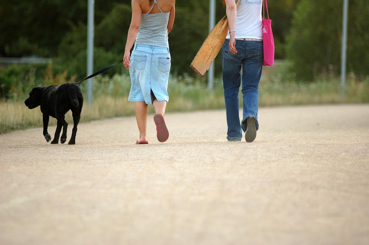 Durante el mediodía evita pasear al perro.