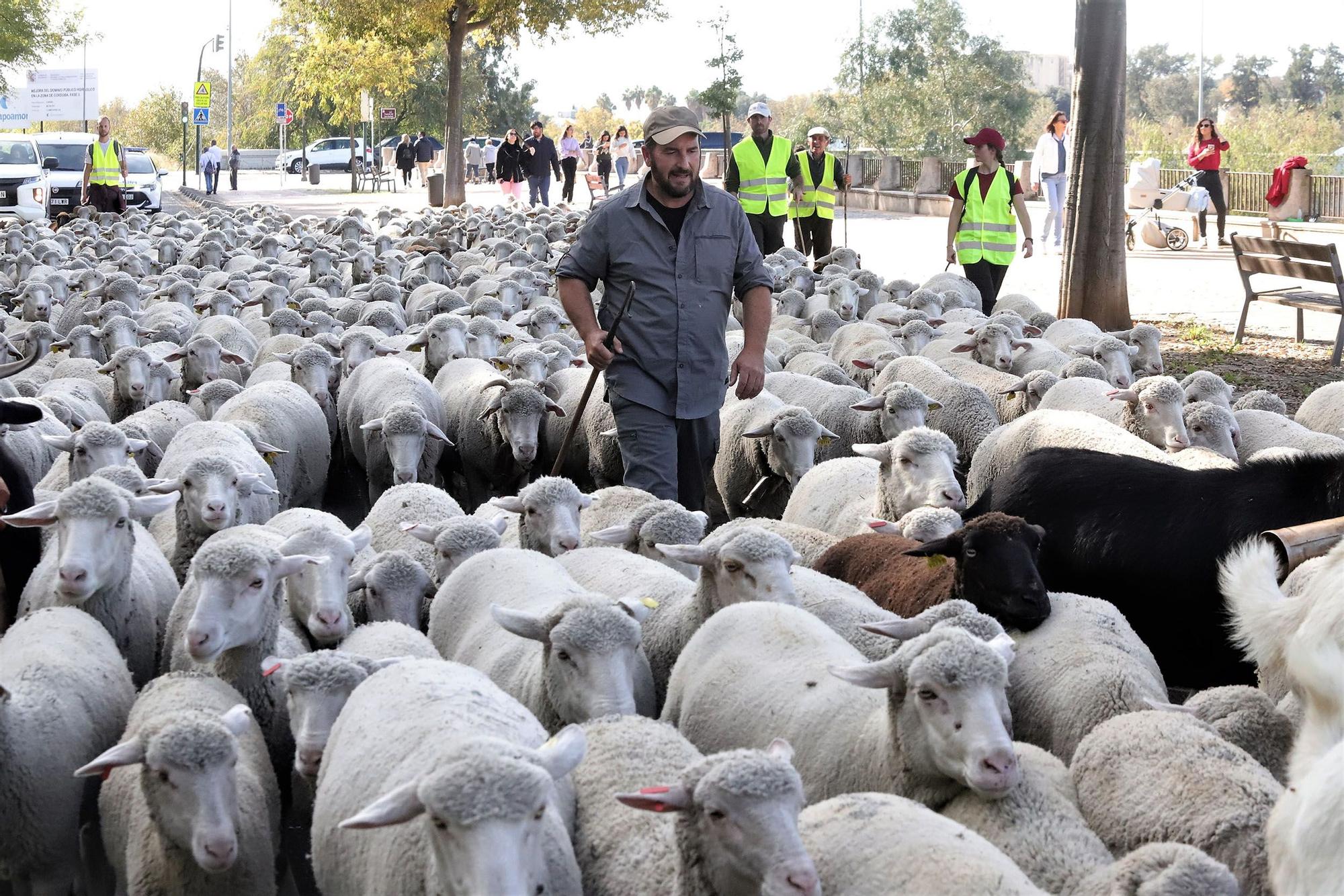 Trashumancia: Un rebaño de ovejas por la Calahorra