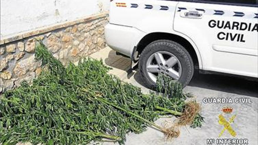 Detenido por la Guardia Civil con ocho plantas de marihuana que cultivaba en una finca de Rossell