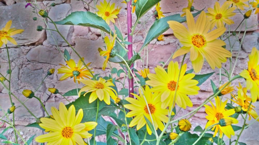 Floració. La nyàmera és una planta conreada pel seu tubercle que pertany al mateix gènere que el gira-sol. A Catalunya està classificada com a espècie invasora.