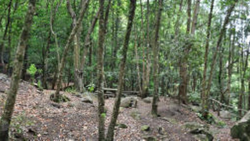 El céntimo verde permitiría plantar 30.000 nuevas hectáreas de bosque