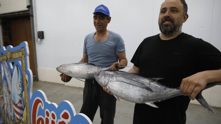 VÍDEO | El primer bonito de la temporada llega a la lonja de Gijón: 14.600 kilos y un precio máximo de 14,91 euros el kilo