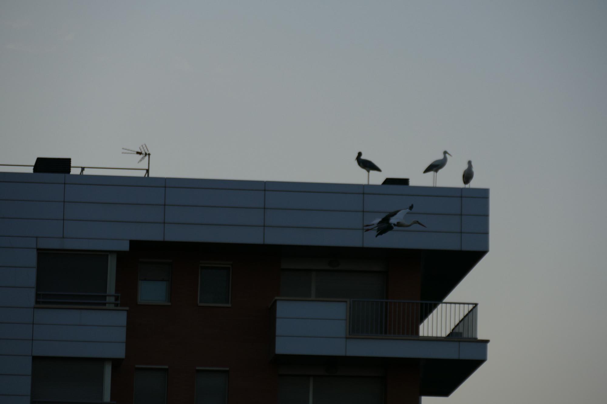 Dsenes de cigonyes fan parada a Figueres