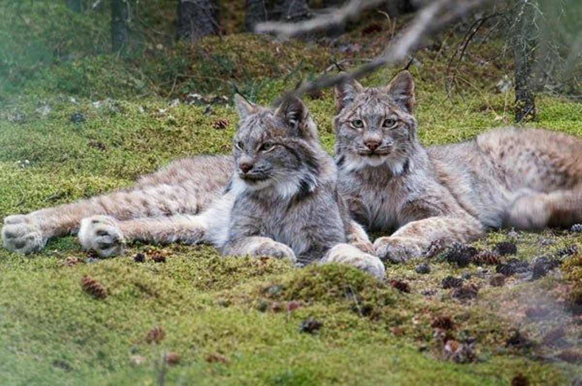 Una pareja de linces descansas en el Parque Nacional y Reserva Denali.