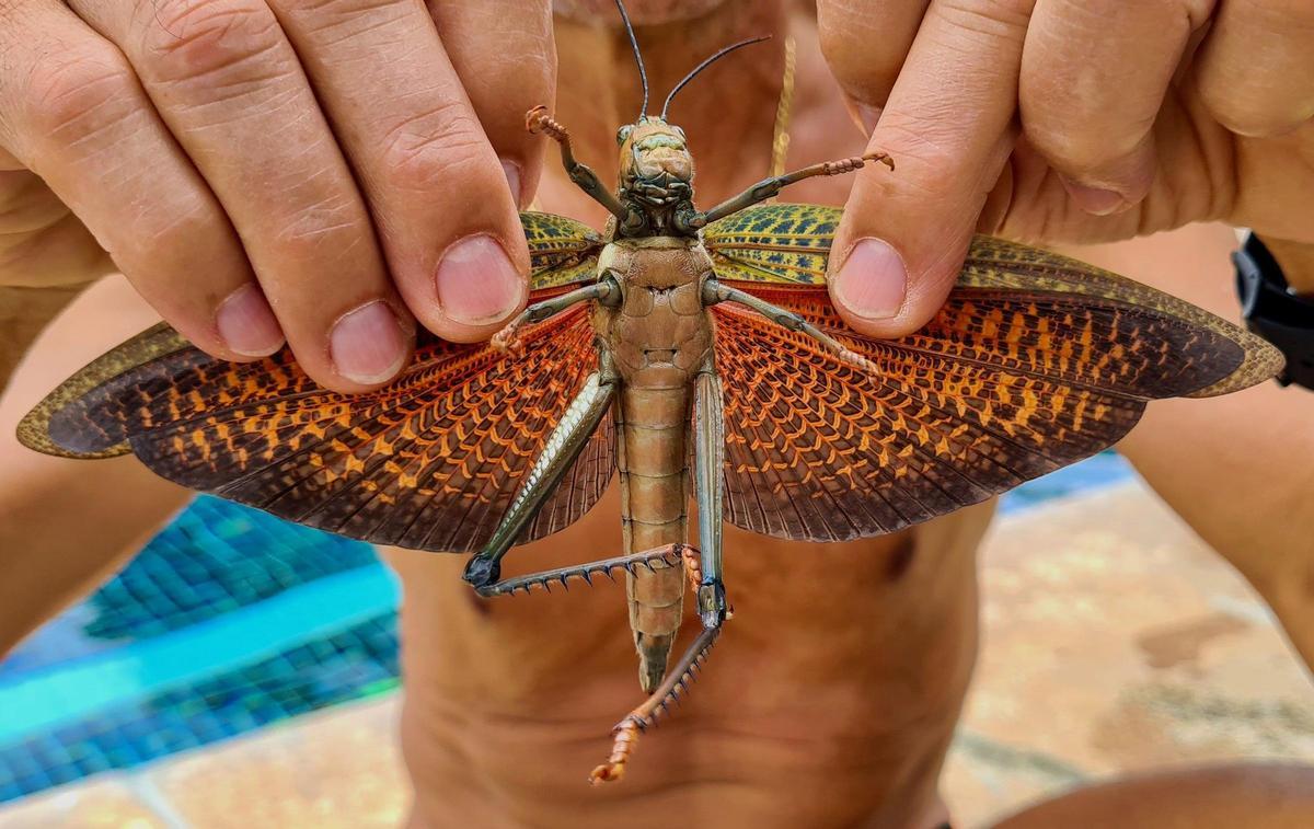 Un saltamontes gigante, con las alas desplegadas