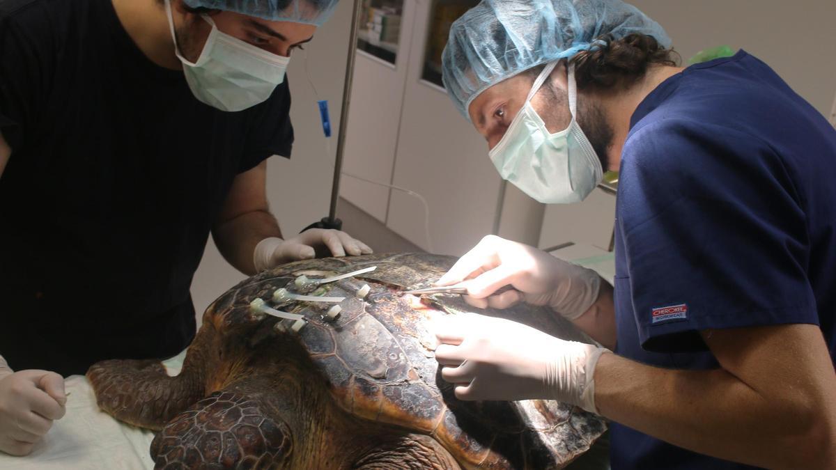 Operació d'una tortuga.