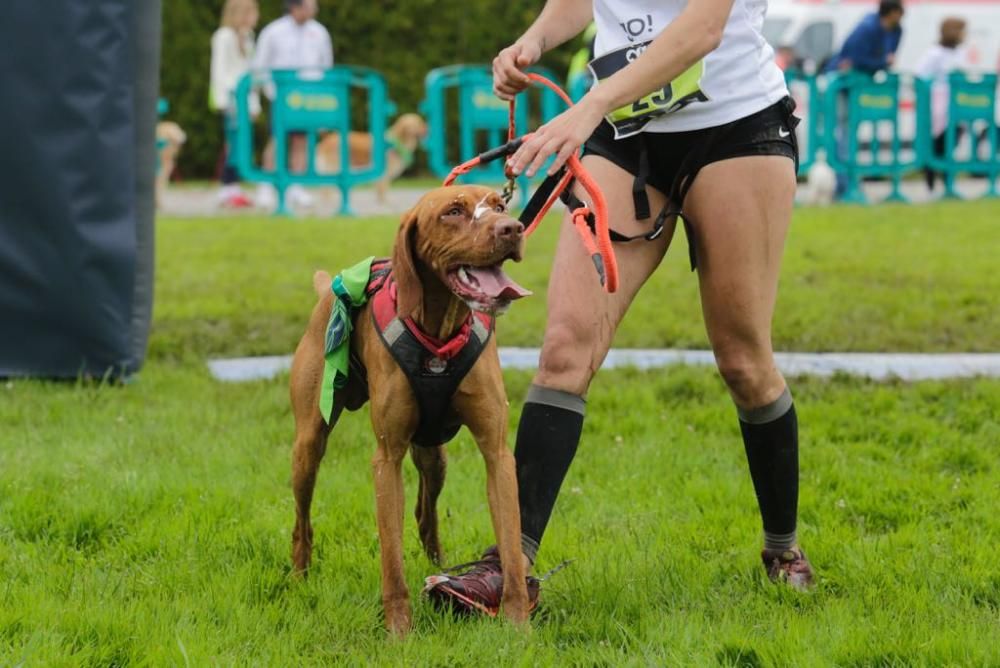 "Can We Run" reúne a más de 400 perros y corredores en el Parque Fluvial de Viesques, en Gijón.