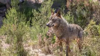 Del mastín al pastor del osu: las razas que no convencen a los ganaderos para mantener el lobo a raya en Asturias