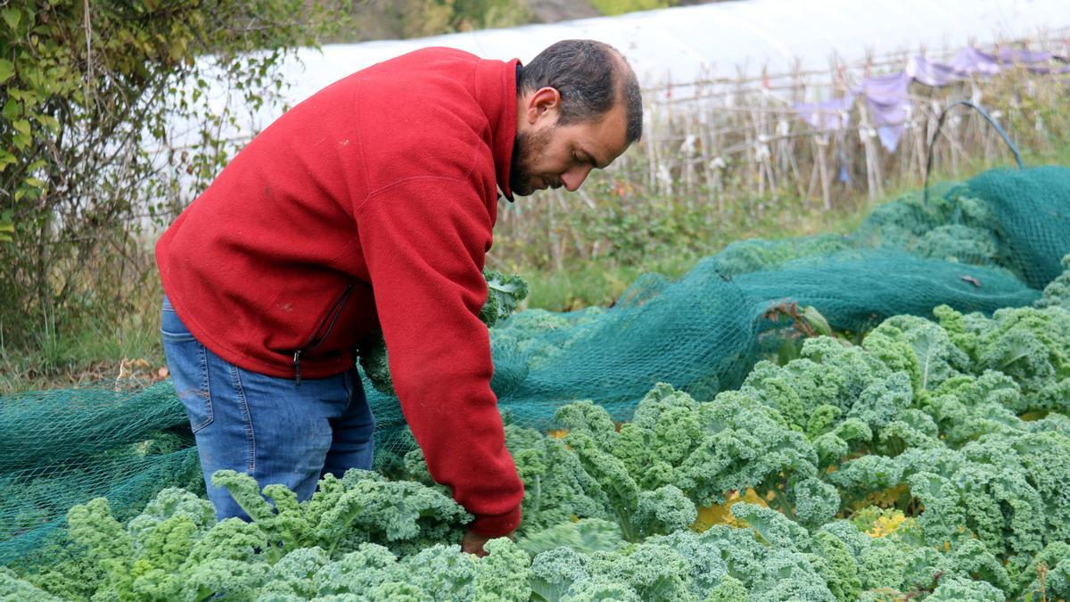 Nil Puig collint al seu hort, a Castellbell i el Vilar