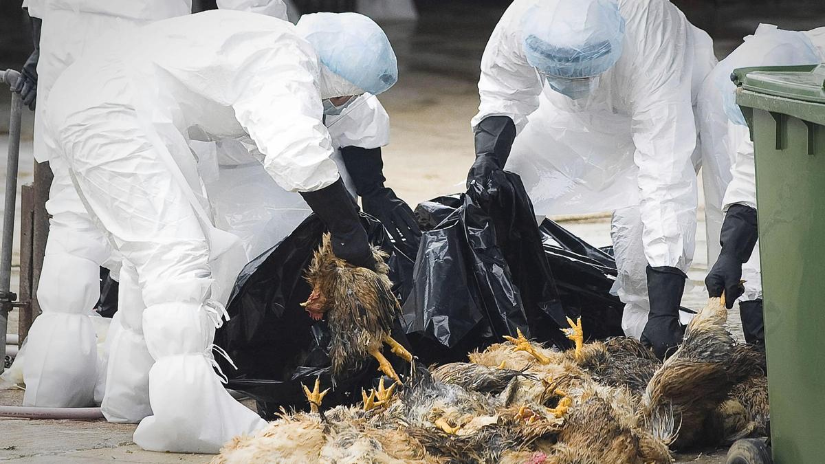 Recogida de aves muertas por la gripe aviar
