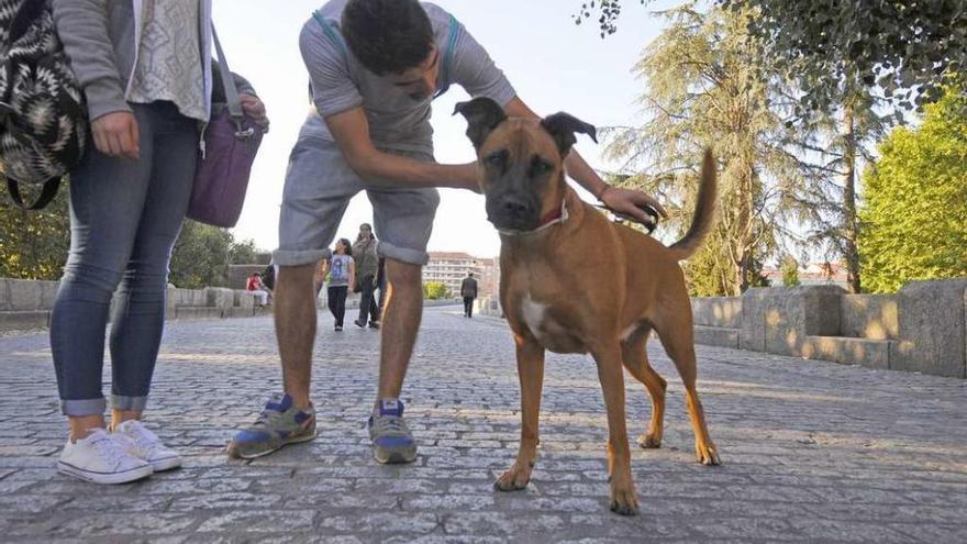 Dos jóvenes, paseando ayer a su mascota por el Puente Romano. // Jesús Regal