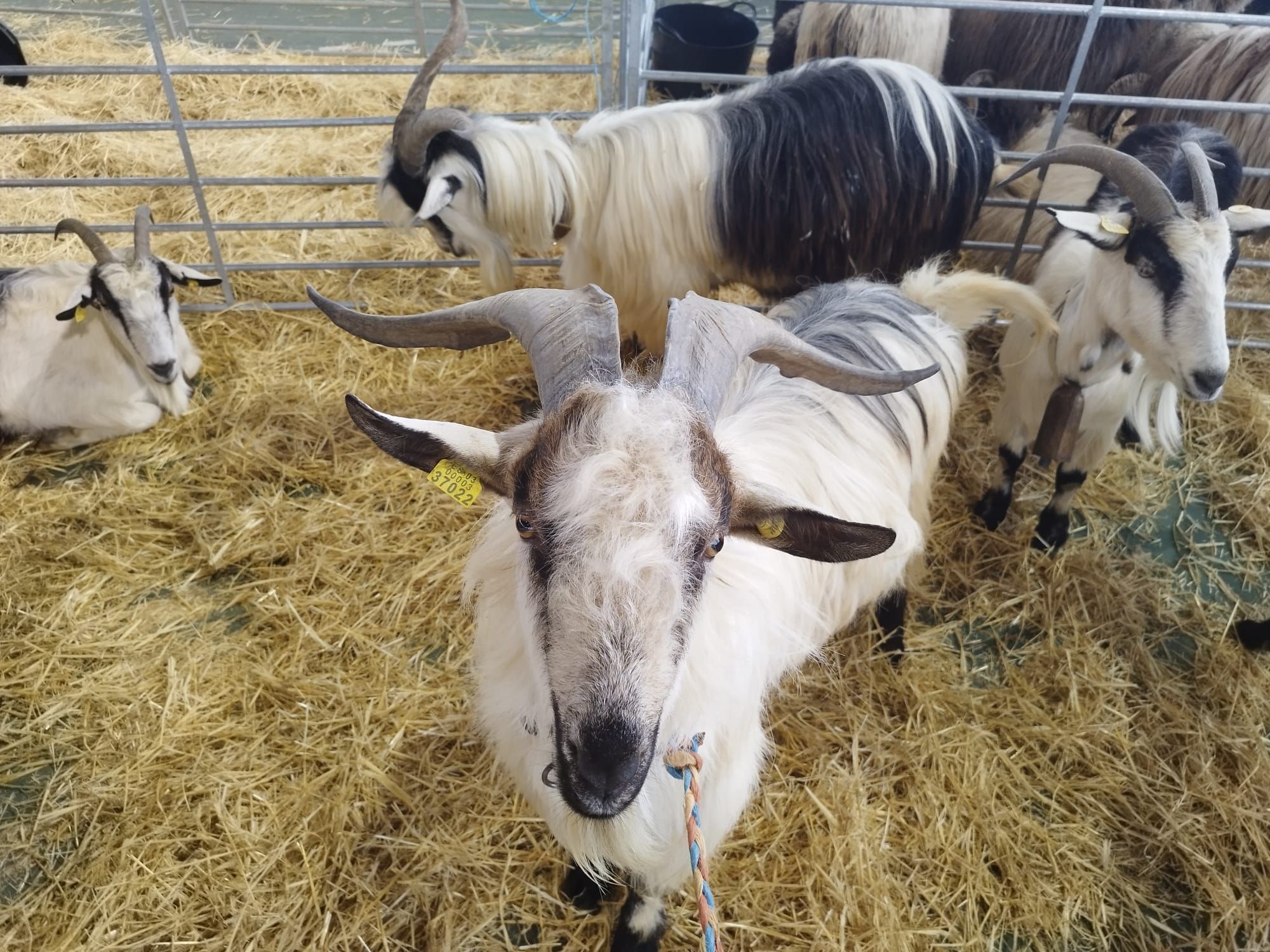 4º Concurso de Ovejas Carranzana y Exposición de Cabras en Soto de Agues (Sobrescobio)