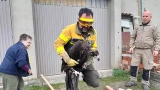 Rescatado en Fermoselle un buitre negro, la rapaz más grande de Europa
