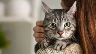 Carlos Gutiérrez, veterinario: “Los gatos atigrados suelen ser más familiares y dependientes”