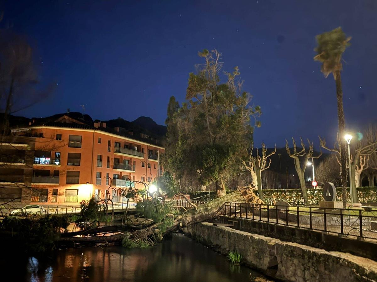 Arbúcies La caiguda de la tuia a la bassa de la Farga pel fort vent