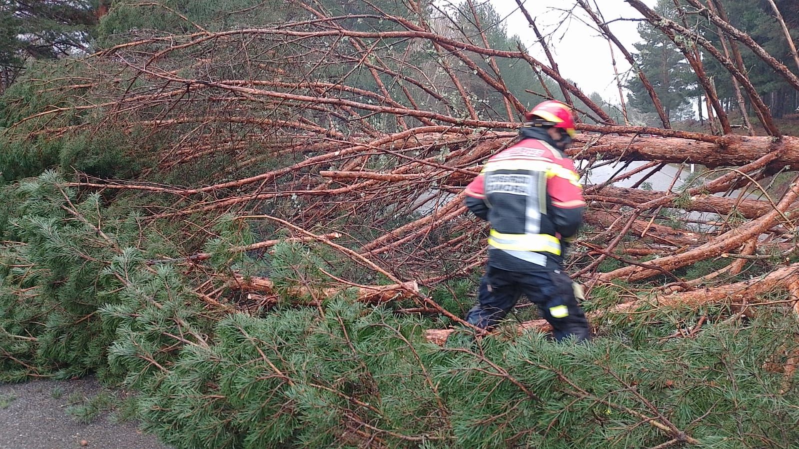 Los bomberos de Rionegro del Puente retiran un enorme pino sobre la N-525.