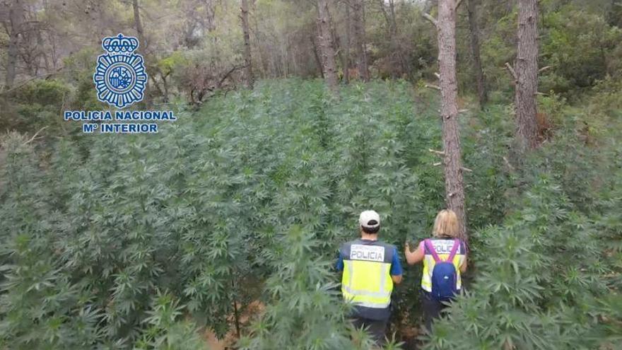 La Policía Nacional desmantela en menos de unaño la cuarta plantación de marihuana oculta en losbosques de Huesca