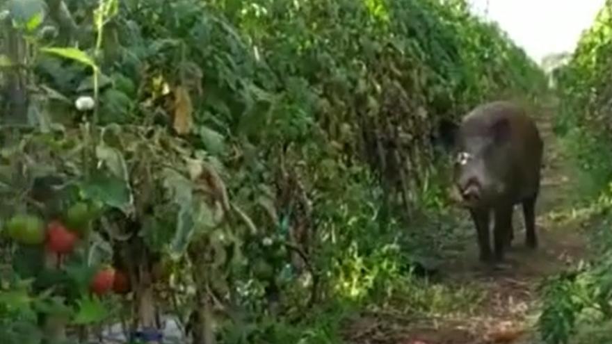 VÍDEO | El &#039;cara a cara&#039; entre un agricultor y un jabalí en la marjal de Nules