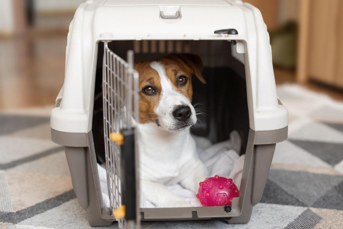 Así es viajar con mascotas en avión, según los expertos