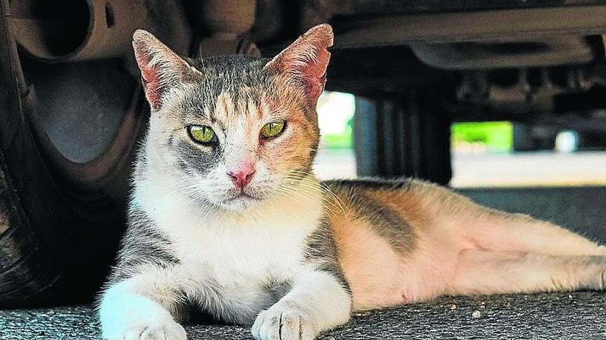 Gatos callejeros con patologías