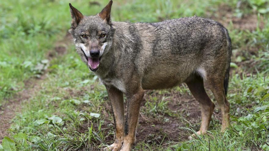 Europa acuerda rebajar la protección del lobo, con la oposición de España e Irlanda