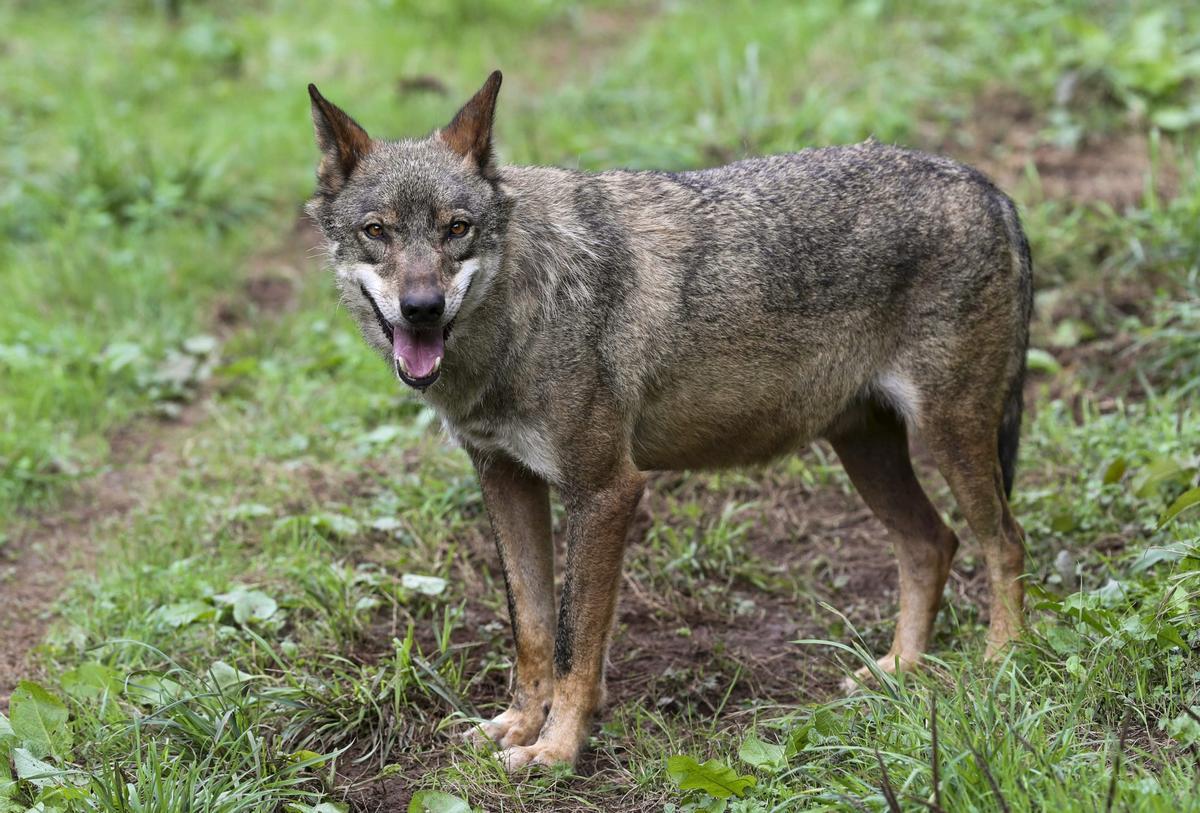 Afirman que el lobo se está recuperando en Europa