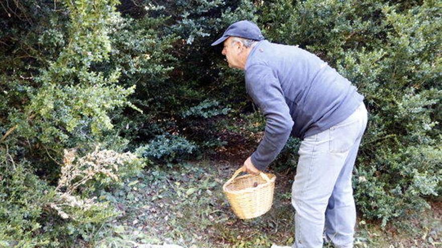 Força afluència de boletaires al bosc aprofitant el pont, però cistelles mig buides