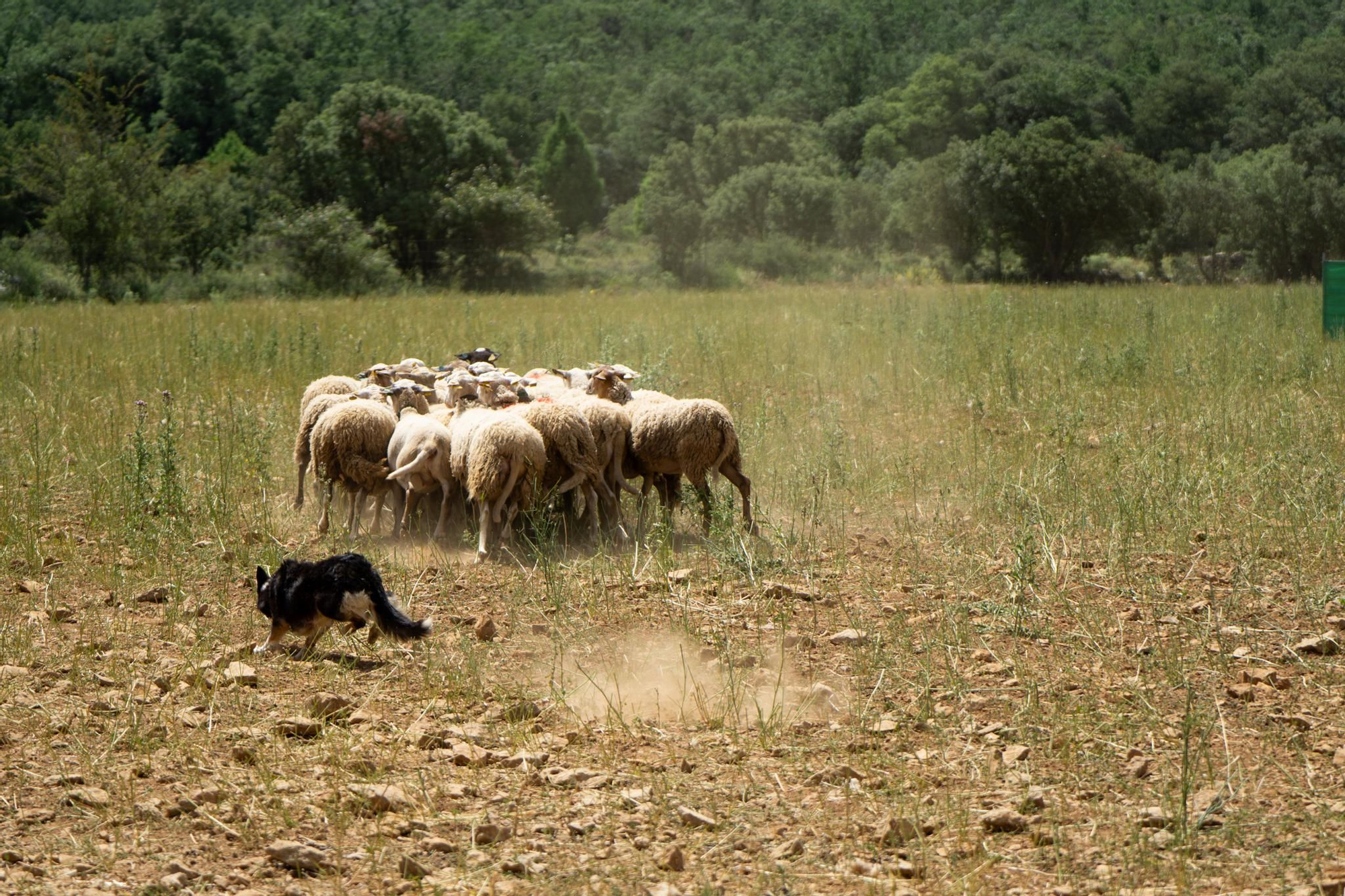 FOTOGALERÍA: Las imágenes del concurso de perros pastores de Ares del Maestrat