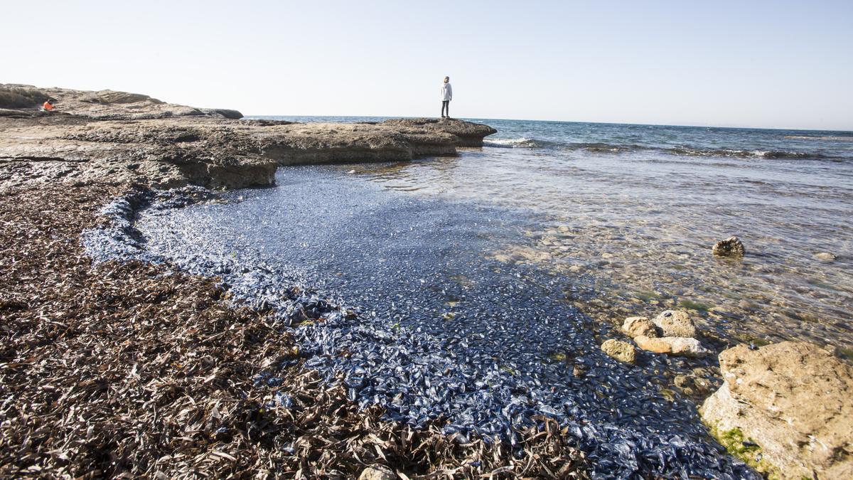 "Lágrimas del mar": así son las medusas velero que han llegado a Alicante