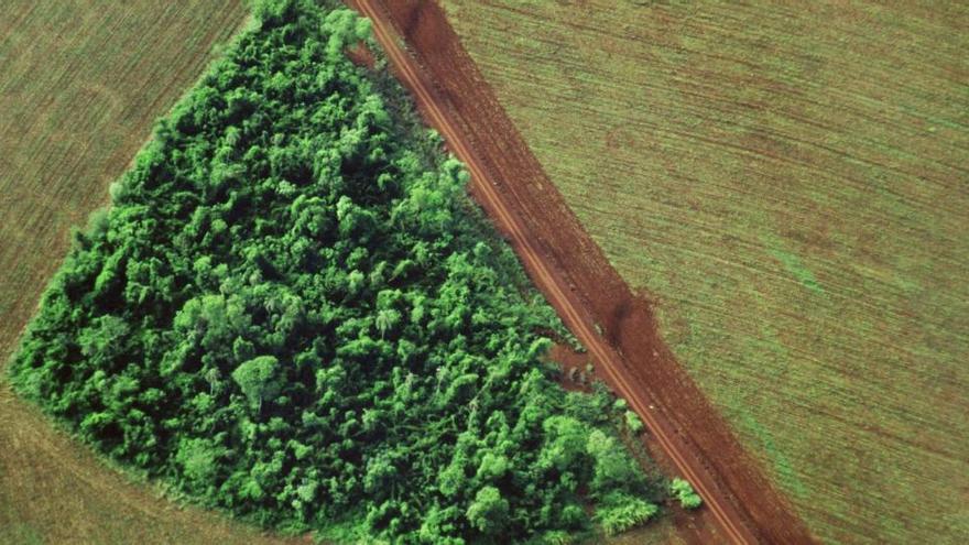 Áreas de cultivo en torno a un pequeño sector de bosque en Brasil.