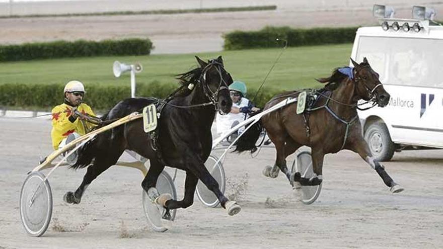 Black Power (11), con Toni Valls, por delante la campeona nacional Boira de Llevant en la zona de meta de Son Pardo.