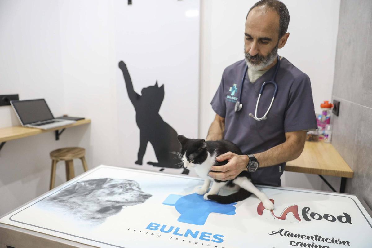 Un gato en consulta