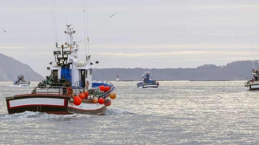 Cerqueros de la ría de Vigo saliendo a faenar el pasado mes de mayo. // Ricardo Grobas