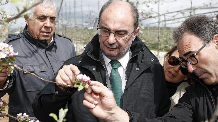La plantación de manzanos de Villarquemado se ampliará en 60 hectáreas
