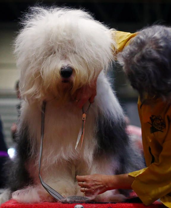 Crufts 2019: L'exhibició de gossos més gran del món