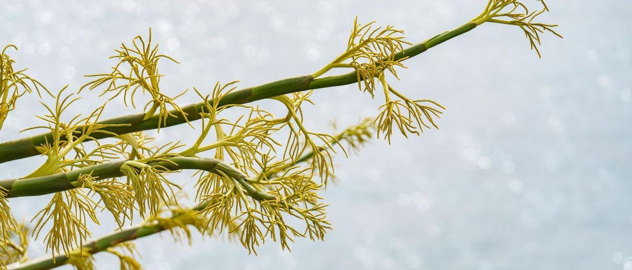 Inflorescencias del ejemplar de la palma Corypha Umbraculifera que ha florecido en el Palmetum de Santa Cruz de Tenerife. | | RAMÓN DE LA ROCHA (EFE)