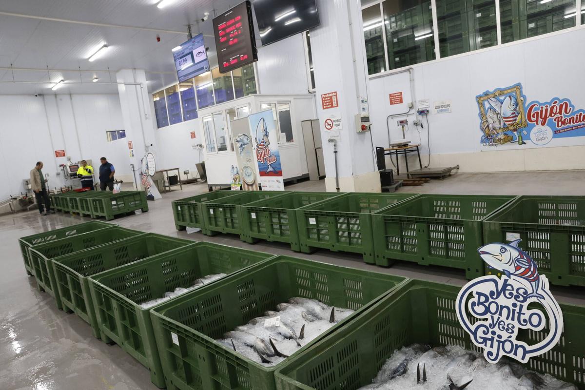 EN IMÁGENES: El primer bonito de la temporada ya está en Gijón: 2.217 kilos de "pescado del Cantábrico y de gran calidad"