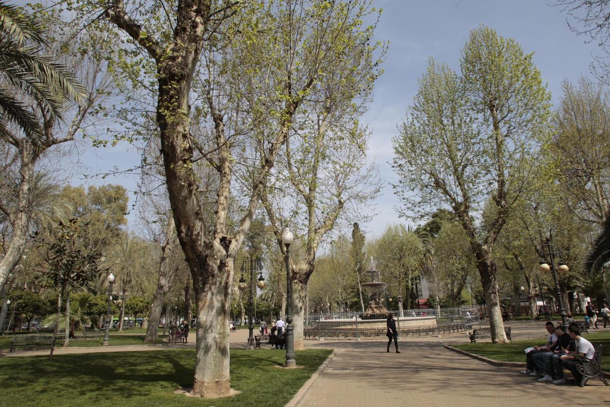 Plátanos de sombra en Córdoba capital.